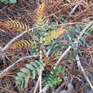 Acacia elata at Isaacs, ACT - 8 Jul 2020 04:34 PM