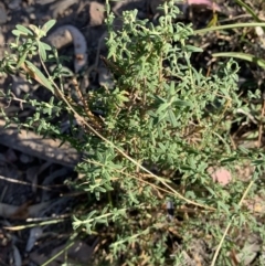 Cassinia trinerva (Three-veined Cassinia) at Black Range, NSW - 8 Jul 2020 by StephH