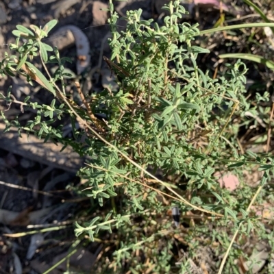 Cassinia trinerva (Three-veined Cassinia) at Black Range, NSW - 8 Jul 2020 by StephH