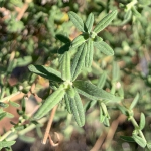 Cassinia trinerva at Black Range, NSW - 8 Jul 2020