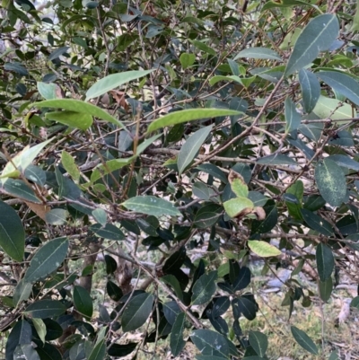 Notelaea venosa (Large Mock Olive) at Black Range, NSW - 8 Jul 2020 by StephH
