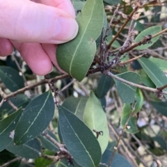 Notelaea venosa at Black Range, NSW - 8 Jul 2020