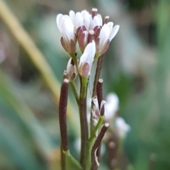 Cardamine hirsuta (Common Bittercress, Hairy Woodcress) at McKellar, ACT - 8 Jul 2020 by trevorpreston