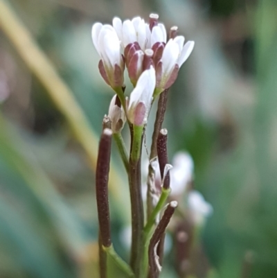 Cardamine hirsuta (Common Bittercress, Hairy Woodcress) at McKellar, ACT - 8 Jul 2020 by trevorpreston
