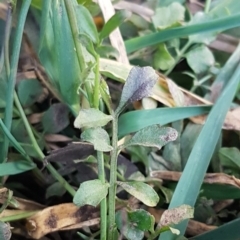 Cardamine hirsuta at McKellar, ACT - 8 Jul 2020 03:30 PM