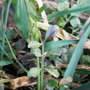 Cardamine hirsuta at McKellar, ACT - 8 Jul 2020