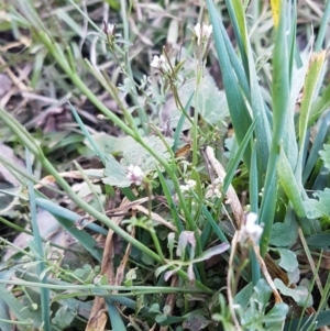 Cardamine hirsuta at McKellar, ACT - 8 Jul 2020