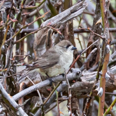 Aphelocephala leucopsis (Southern Whiteface) at Stromlo, ACT - 8 Jul 2020 by JohnHurrell