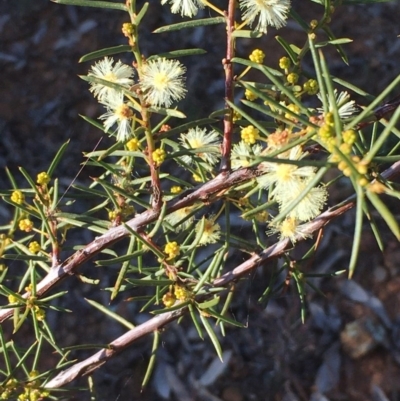Acacia genistifolia (Early Wattle) at Stirling Park - 8 Jul 2020 by JaneR