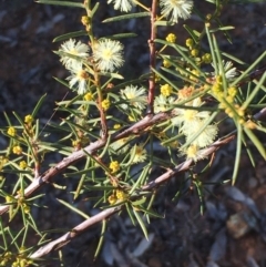 Acacia genistifolia (Early Wattle) at Yarralumla, ACT - 8 Jul 2020 by JaneR