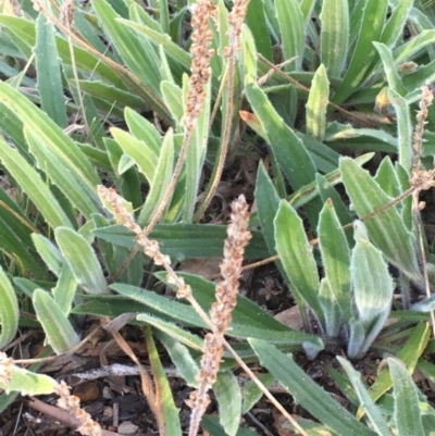 Plantago varia (Native Plaintain) at Yarralumla, ACT - 8 Jul 2020 by JaneR