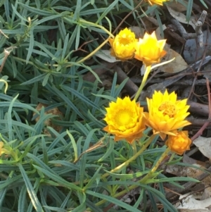 Xerochrysum viscosum at Yarralumla, ACT - 8 Jul 2020