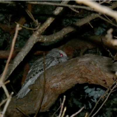 Podargus strigoides (Tawny Frogmouth) at Hughes Grassy Woodland - 8 Jul 2020 by Ct1000