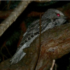 Podargus strigoides at Hughes, ACT - 8 Jul 2020