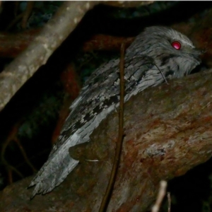 Podargus strigoides at Hughes, ACT - 8 Jul 2020