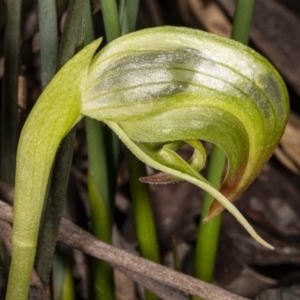 Pterostylis nutans at Acton, ACT - 8 Jul 2020