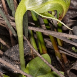 Pterostylis nutans at Acton, ACT - 8 Jul 2020