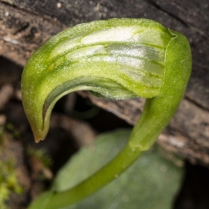 Pterostylis nutans at Acton, ACT - 8 Jul 2020