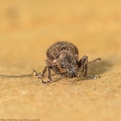 Naupactus cervinus (Fuller's rose weevil) at Macgregor, ACT - 8 Jul 2020 by Roger