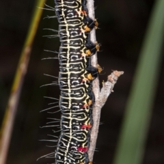 Phalaenoides glycinae (Grapevine Moth) at Black Mountain - 8 Jul 2020 by DerekC