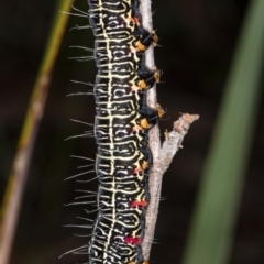 Phalaenoides glycinae (Grapevine Moth) at Acton, ACT - 8 Jul 2020 by DerekC