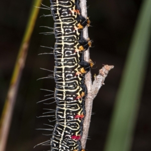 Phalaenoides glycinae at Acton, ACT - 8 Jul 2020