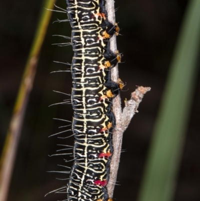 Phalaenoides glycinae (Grapevine Moth) at Black Mountain - 8 Jul 2020 by DerekC