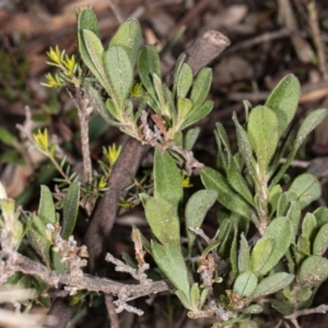 Phalaenoides glycinae at Acton, ACT - 8 Jul 2020