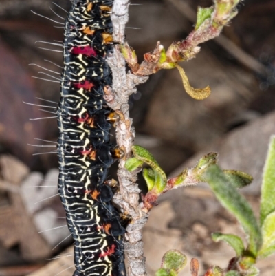 Phalaenoides glycinae (Grapevine Moth) at Black Mountain - 8 Jul 2020 by DerekC