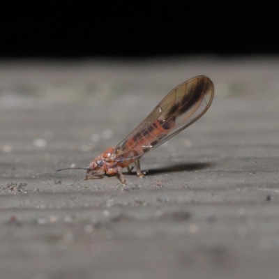 Psyllidae sp. (family) (Unidentified psyllid or lerp insect) at ANBG - 7 Jul 2020 by TimL