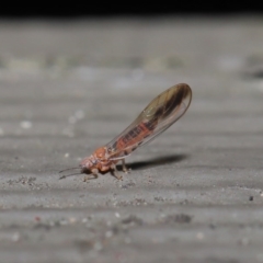 Psyllidae sp. (family) at Hackett, ACT - 7 Jul 2020