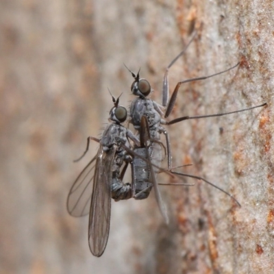 Diptera (order) (Fly - Unidentified) at Hackett, ACT - 7 Jul 2020 by TimL