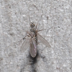 Diptera (order) at Hackett, ACT - 7 Jul 2020