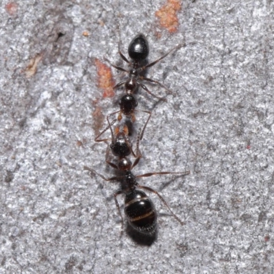 Myrmecorhynchus emeryi (Possum Ant) at ANBG - 30 Jun 2020 by TimL