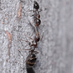 Myrmecorhynchus emeryi at Hackett, ACT - 30 Jun 2020