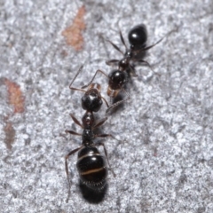 Myrmecorhynchus emeryi at Hackett, ACT - 30 Jun 2020