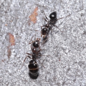 Myrmecorhynchus emeryi at Hackett, ACT - 30 Jun 2020