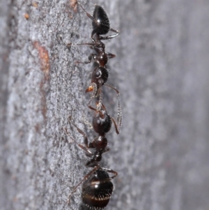 Myrmecorhynchus emeryi at Hackett, ACT - 30 Jun 2020