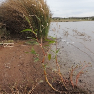 Persicaria lapathifolia at Weston, ACT - 2 Mar 2020