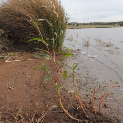 Persicaria lapathifolia (Pale Knotweed) at Weston, ACT - 2 Mar 2020 by MichaelBedingfield