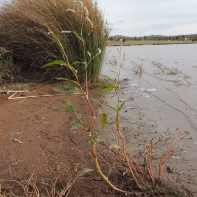 Persicaria lapathifolia (Pale Knotweed) at Coombs Ponds - 2 Mar 2020 by michaelb