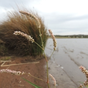 Persicaria lapathifolia at Weston, ACT - 2 Mar 2020