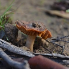 Cortinarius sp. at Wamboin, NSW - 19 May 2020