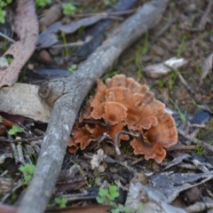 Podoscypha petalodes at QPRC LGA - 19 May 2020 by natureguy