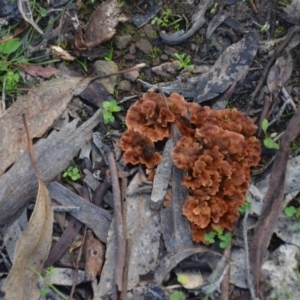 Podoscypha petalodes at Wamboin, NSW - 19 May 2020