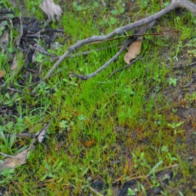Unverified Grass at Wamboin, NSW - 19 May 2020 by natureguy