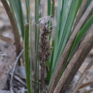 Lomandra longifolia at Wamboin, NSW - 19 May 2020