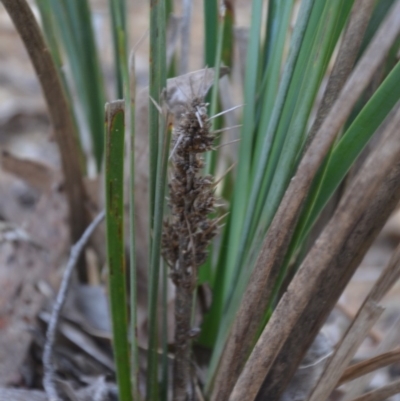 Lomandra longifolia (Spiny-headed Mat-rush, Honey Reed) at Wamboin, NSW - 19 May 2020 by natureguy