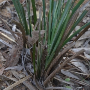 Lomandra longifolia at Wamboin, NSW - 19 May 2020