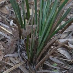 Lomandra longifolia at Wamboin, NSW - 19 May 2020
